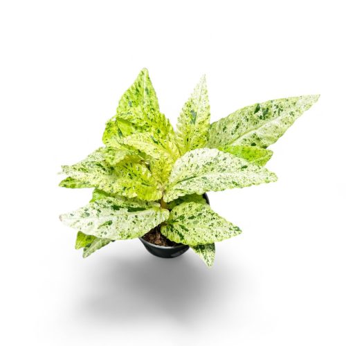 Pellionia repens 'Variegata' (Inplanted) mini