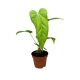 Anthurium balaoanum (S)