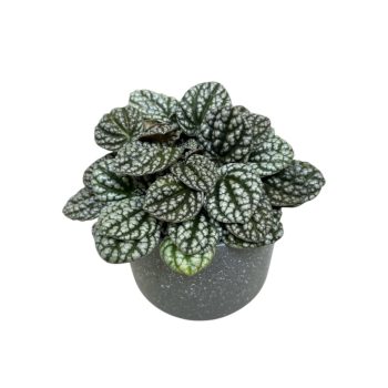 Peperomia caperata 'Burbella'