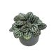 Peperomia caperata 'Burbella'