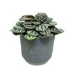 Peperomia caperata 'Burbella'
