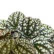 Peperomia caperata 'Burbella'