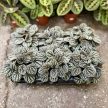 Peperomia caperata 'Burbella'