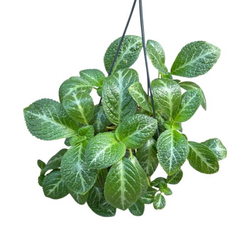 Episcia 'Jim's Spider' (Inplanted)