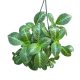 Episcia 'Jim's Spider' (Inplanted)