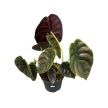 Alocasia cuprea 'Red Secret'