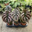 Alocasia cuprea 'Red Secret'