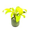 Philodendron 'Malay Gold'