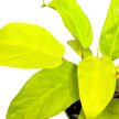 Philodendron 'Malay Gold'