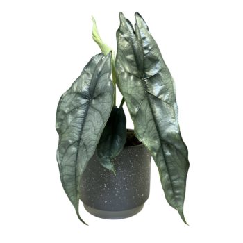 Alocasia heterophylla 'Dragon's Breath'