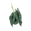 Alocasia heterophylla 'Dragon's Breath'