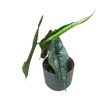 Alocasia heterophylla 'Dragon's Breath'