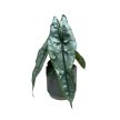 Alocasia heterophylla 'Dragon's Breath'