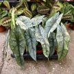 Alocasia heterophylla 'Dragon's Breath'