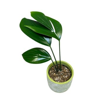 Rhaphidophora decursiva (M)