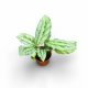 Calathea 'Silver Star'