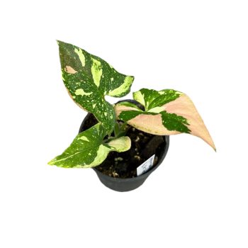   Syngonium podophyllum 'Red Spot Tricolor' mini (Inplanted)