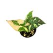 Syngonium podophyllum 'Red Spot Tricolor' mini (Inplanted)