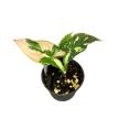 Syngonium podophyllum 'Red Spot Tricolor' mini (Inplanted)
