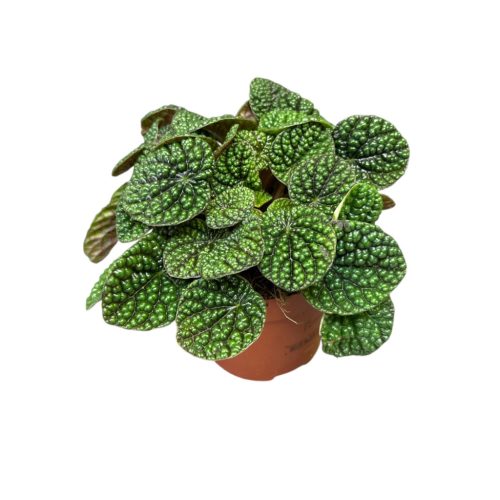 Peperomia 'Green Bubble'