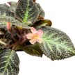 Episcia 'Pink Panther'