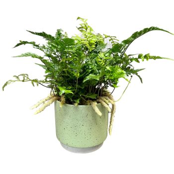 Humata tyermanii (Póklábpáfrány)