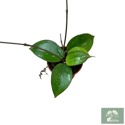 Hoya fuscomarginata