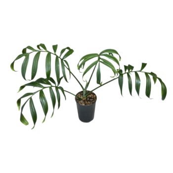 Monstera subpinnata adult (Inplanted)