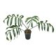 Monstera subpinnata adult (Inplanted)