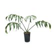 Monstera subpinnata adult (Inplanted)