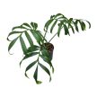 Monstera subpinnata adult (Inplanted)