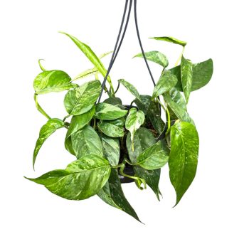 Epipremnum pinnatum 'Variegata'