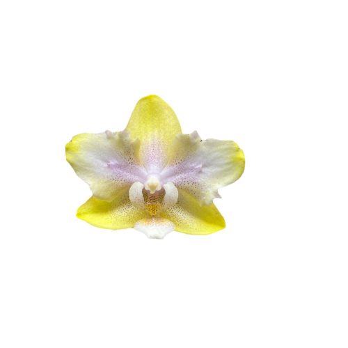 Phalaenopsis 'Bolgheri Lemon' (illatos) >pelóriás< 1.