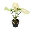 Syngonium podophyllum 'Milk Confetti' (Inplanted)