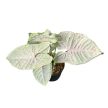 Syngonium podophyllum 'Milk Confetti' (Inplanted)