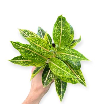Aglaonema 'Lemon Beauty'