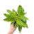 Aglaonema 'Lemon Beauty'