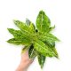 Aglaonema 'Lemon Beauty'