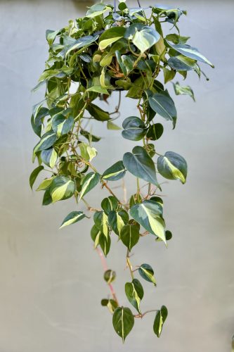 Philodendron scandens 'Cream Splash' (Grower's Select)