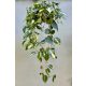 Philodendron scandens 'Cream Splash' (Grower's Select)