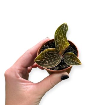 Anoectochilus chapaensis - Ékszerorchidea