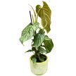 Philodendron ‘Majestic’