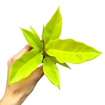 Philodendron serratum 'Golden Crocodile'