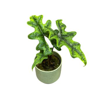 Alocasia tandurusa 'Jacklyn'