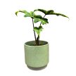 Alocasia tandurusa 'Jacklyn'