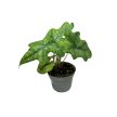 Alocasia tandurusa 'Jacklyn' (mini)