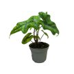 Alocasia tandurusa 'Jacklyn'