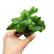 Alocasia tandurusa 'Jacklyn'