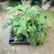 Alocasia tandurusa 'Jacklyn'