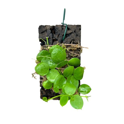 Dischidia vidalii x sp. 'Camiguin Island' on cork (Inplanted)